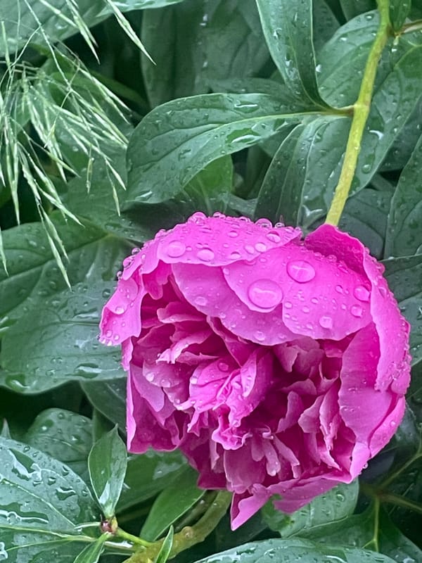 5.6.24 - pre-birthday journal